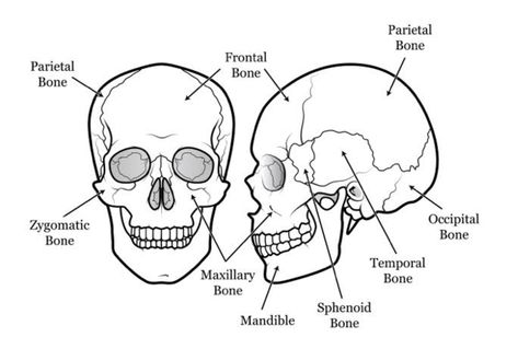 Biology Lessons, Skull Labeled, Human Skeleton Anatomy, Skull Anatomy, Simple Skull, Face Study, Cat Skull, Human Head, Anatomy Study