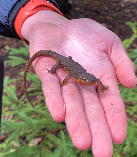 Grown and orange gecko with black eyes on hand in forest Joey Core Aesthetic, Craig Core Aesthetic, Cj Core Aesthetic, Lewis Core Aesthetic, Ezra Core Aesthetic, Clementine Core Aesthetic, Tessa Core Aesthetic, Tommy Core Aesthetic, Ethan Core Aesthetic