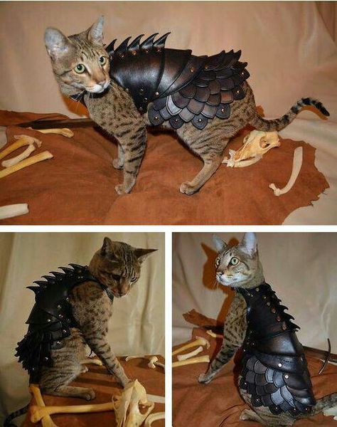 Sweet costume Cat Armor, Leather Armour, Steampunk Tendencies, Battle Armor, Fantasy Armor, A Dragon, Silly Cats, Cute Little Animals, Cute Funny Animals