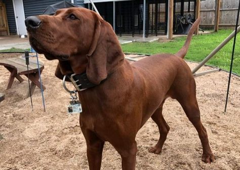 Redbone Coonhound Puppy, Coonhound Puppy, Pretty Pets, Pet Room, Redbone Coonhound, Akc Breeds, Hound Dogs, All Breeds Of Dogs, Animal Room