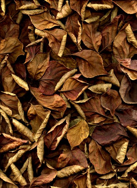 "52626 Stewartia pseudocamellia" | Fred (Horticultural_Art), on Flickr. #brown #leaves #autumn #fall #nature #tree #plant #photography Stewartia Pseudocamellia, Plants Photography, October Country, Trendy Plants, Leaf Photography, Brown Leaves, Plant Photography, Plant Aesthetic, Dry Leaf