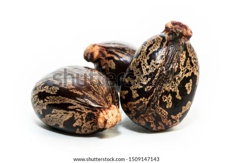 Castor Oil Seeds On White Background Stock Photo (Edit Now) 1509147143 Get Rid Of Candida, Anti Candida Diet, Candida Yeast Infection, Candida Yeast, Eyelash Kit, Organic Castor Oil, Candida Diet, Mobile Apps, Cold Pressed