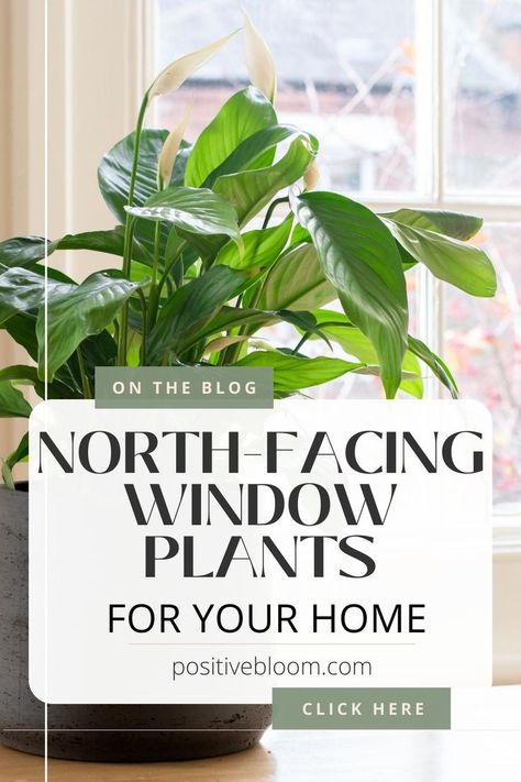 Check this article to see some of the best north-facing window plants you can choose for your own house, along with their brief plant care tips. North Window Indoor Plants, Window Plants Indoor, Bay Window Plants, North Facing Window, North Facing House, Peperomia Plant, Alocasia Plant, Plant Window, Plant Care Tips