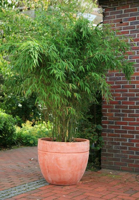 Fargesia Rufa, Bamboo Hedge, Plants For Small Gardens, Bamboo In Pots, Jungle Gardens, Patio Planters, Bamboo Garden, Bamboo Plants, Back Garden