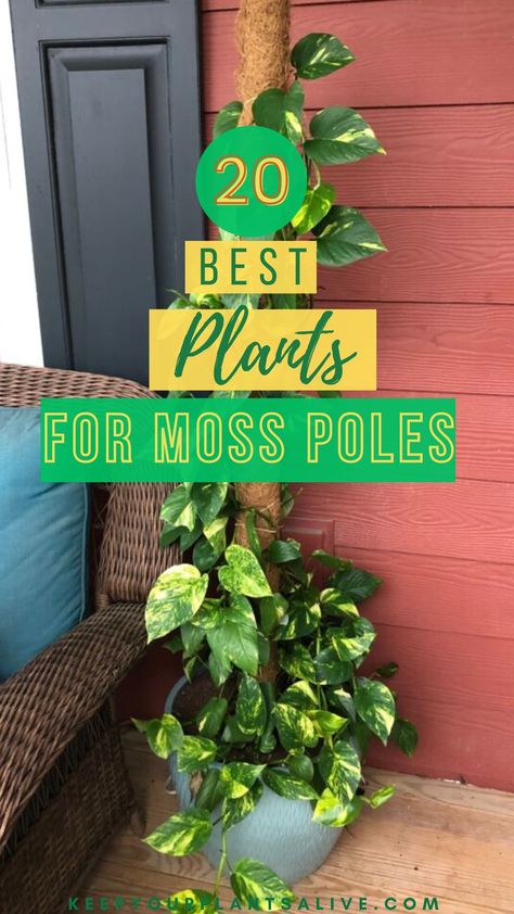 Plants On Moss Pole, Moss Pole Plants, Moss Pole Ideas, Pothos On Moss Pole, Moss Poles For Plants, Moss Pole Monstera, Diy Moss Pole, Plant Pole, Wondering Jew