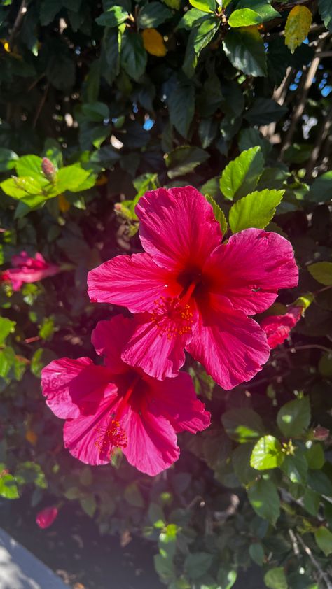 Raya Aesthetic, Hibiscus Flower Aesthetic, Hawaiian Hibiscus, Beautiful Flowers Photography, Boquette Flowers, Nothing But Flowers, Flower Therapy, Beautiful Bouquet Of Flowers, Hawaiian Flowers