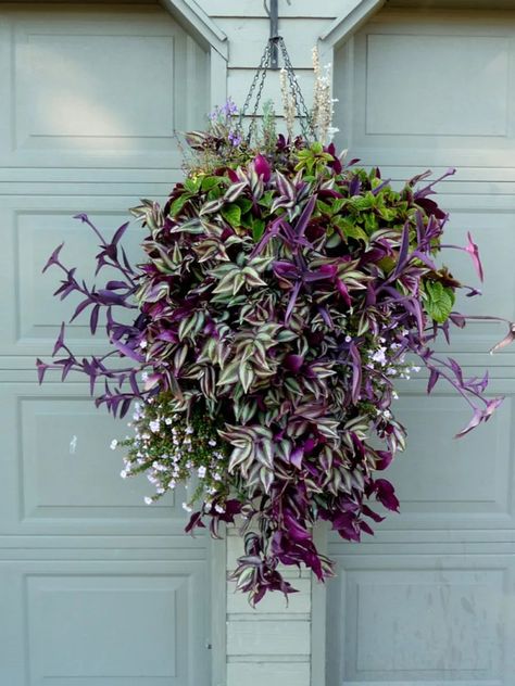 Hanging Basket Garden, Hanging Plants Outdoor, Hanging Plants Diy, Container Planting, Flowers Hanging, نباتات منزلية, Hanging Flower Baskets, Hanging Plants Indoor, Container Gardening Flowers