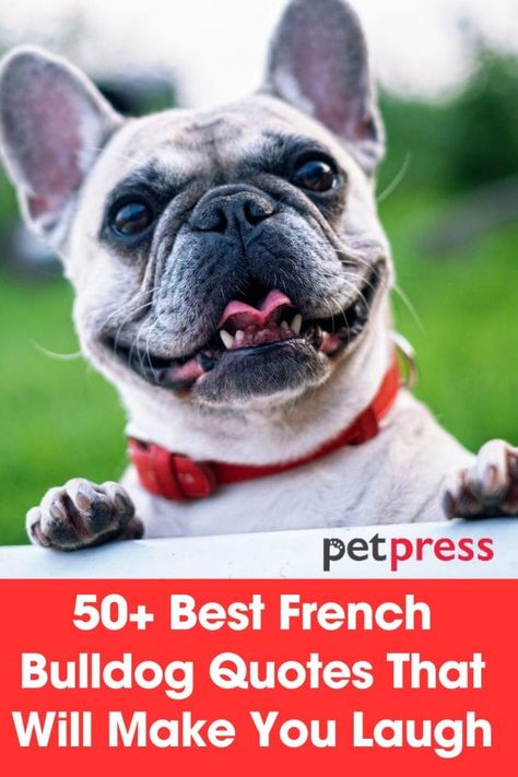 If you love French Bulldogs, then these funny and insightful quotes are sure to make you smile. Celebrate the unique personalities of your four-legged friends with these adorable quotes that capture the bond between them and their owners! From bottomless cuddles to endless adventures, owning a French Bulldog is an experience like no other. Show your Frenchie some love with these inspiring quotes today! French Bulldog Quotes Funny, French Bulldog Quotes, Bulldog Quotes, French Bulldog Facts, French Dogs, Adorable Quotes, Short Funny Quotes, French Bulldog Funny, Friend Birthday Quotes