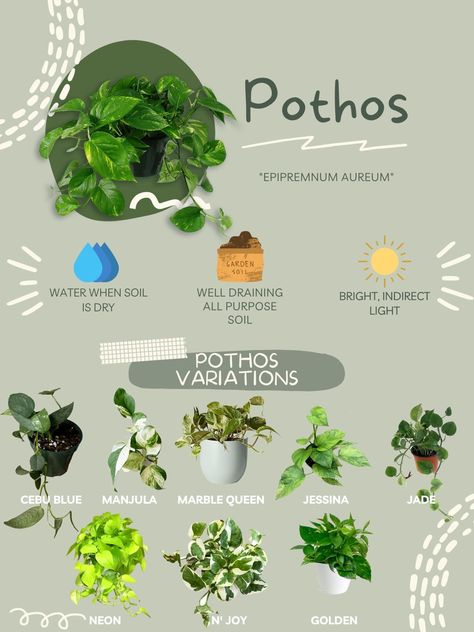 Pothos Care Guide Pothos Indoor Decor, Indoor Plants Pothos, Plant Care For Beginners, Different Pothos Plants, Caring For Pothos Plant, House Plant Placement, Indoor Plant Types, House Plant Names, Pothos Plant Types