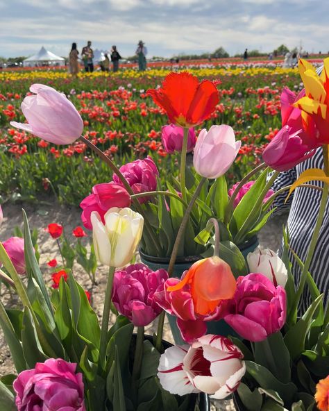 Tulip farm 🌷🌷 Tulips, Tulip Farm