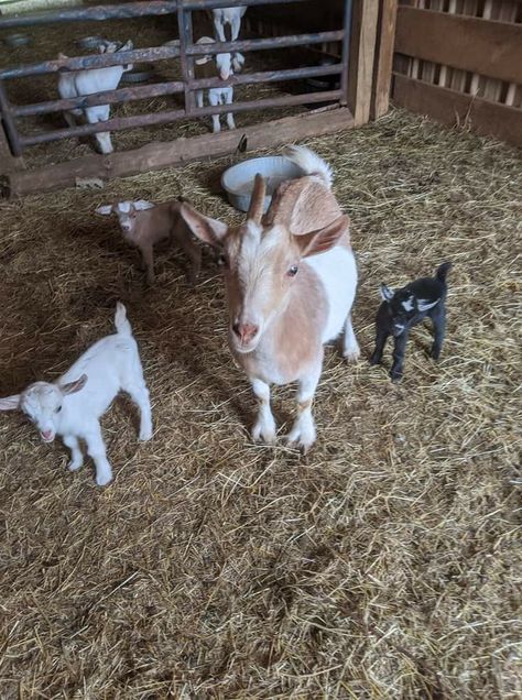 Goats On A Farm, Chickens And Goats, Goats For Sale, Goat Barn, Garden Farm, Baby Farm Animals, Farm Lifestyle, Cute Goats, Mini Farm