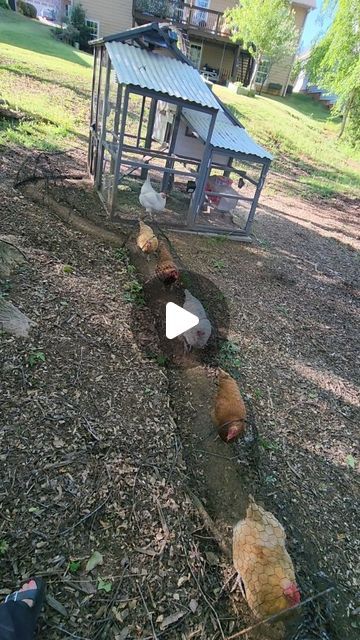 Chicken Tunnel, Chicken Tunnels, Backyard Chicken Farming, Cute Beagles, Little Cabin, Chicken Farm, Raising Chickens, April 13, Chickens Backyard