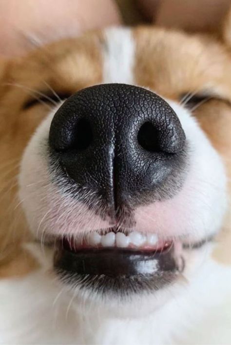 There's an Instagram Account Dedicated Entirely to Dog Noses, and Welp, There Goes My Day! Dog Nose Photography, Poses With Dogs Instagram, Dog Photoshoot Ideas With Owner, Dog Owner Photoshoot, Dogs Nose, Dog Noses, Smiling Dog, Animal Noses, Dog Instagram