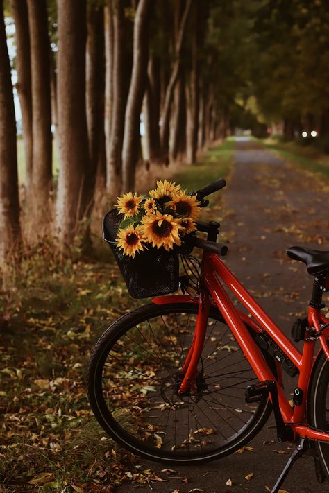 Aesthetic Bike, Red Bicycle, Machine Image, Sunflower Images, Sunflower Photography, Vibrant Bouquet, Perfect Gallery Wall, Free Phone Wallpaper, Lord Krishna Wallpapers