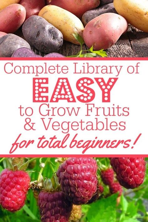 What Should I Grow In My Garden, Best Fruits And Vegetables To Grow, Easy Foods To Grow, Small Beginner Garden, Tomatoe Gardening Ideas, How To Start A Raised Bed Garden, Easiest Food To Grow, Beginner Garden Layout Raised Beds, How To Grow Vegetables From Seeds