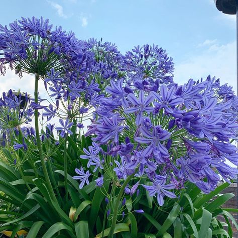 Gorgeous Gardens UK on Instagram: “Agapanthus...great for high in your borders these come in hues of blue to purple and also look stunning in white!  . #agapanthus…” African Lily, Gorgeous Gardens, Borders, Floral Art, Lily, Purple, Floral, Drawings, Flowers