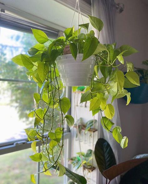 10 Top Tips on How to Turn Leggy Pothos Plant Bushier Hanging Pathos, Fuller Pothos Plant, Pothos Ideas, Long Pothos Plant Decor Ideas, Long Pothos, How To Fix Leggy Pothos, Trailing Pothos, Pothos Collection, How To Make Mums