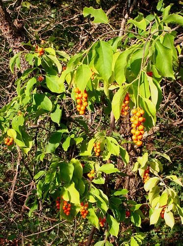 Celastrus scandens (American Bittersweet, Bittersweet, Climbing Bittersweet, False Bittersweet, Shrubby Bittersweet, Waxwork) | North Carolina Extension Gardener Plant Toolbox American Bittersweet, Bittersweet Plant, New Caledonia, Perennial Plants, Pitcairn Islands, Herb Garden, Native Plants, Maldives, Caribbean Netherlands