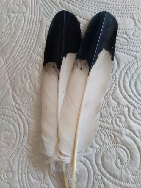 Bald Eagle Feather, Feathers Tattoo, Eagle Mask, Finding Feathers, Petroglyphs Art, Honey Cake Recipe, Brother Brother, Create Happiness, Eagle Feather