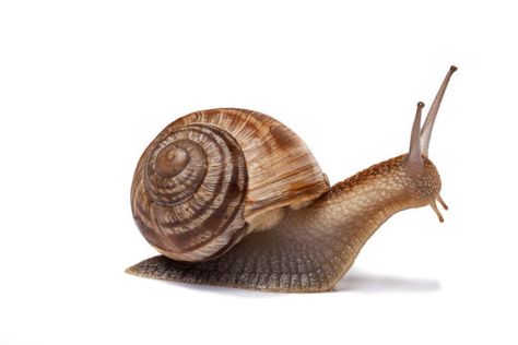 A gene in snails that determines whether their shells twist clockwise or anti-clockwise has been discovered by a team of international researchers. It could offer clues to how the same gene affects body asymmetry in other animals including humans, they report. Snail Art, Snails In Garden, Molluscs, Snail Shell, Animal Photography, Reptiles, Mammals, Bugs, Art Reference