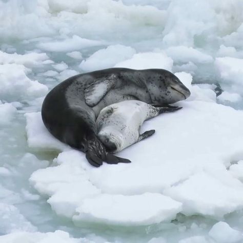 ocean is freedom on Instagram: "1. Mother leopard seal with her pup. This was definitely a special moment for me. I’ve seen leopard seals before but to see one with its pup was truly amazing. When you’re in nature these types of moments come and go and you never when you will see something like this again.⁣ Video & caption by @markacoger⁣ ⁣ ⁣ 2. Monday morning hitting you like… 😳⁣ Capture by @thor_photography⁣ ⁣ The harbour seal (phoca vitulina) is the most common seal in Iceland, with the largest seal populations being found in the west and the southwest part of the country. Although they spend around 80% of their time in the ocean, they occasionally choose to rest on land in spots known as haul-outs.⁣" Leopard Seal Aesthetic, Seal Character Design, Seal Aesthetic, Seal Photography, Harbour Seal, Leopard Seal, Sea Explorer, Comic Ideas, Video Caption