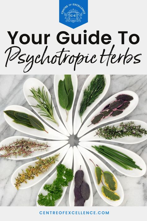 Are you fascinated by the world of herbalism and looking for a guide to psychoactive plants? There are many psychoactive herbs and spices with interesting uses. Click here to learn more about the wonderful world of psychotropic plants native to the Americas. Psychoactive Herbs, Centerpieces On A Budget, Medicinal Herbs Remedies, Psychoactive Plants, Herbal Education, Herbal Remedies Recipes, Medicinal Herbs Garden, Medical Herbs, Magic Herbs