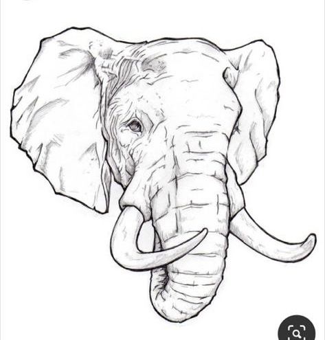 Elephant Head Drawing, Tattoo Elephant, Elephant Sketch, Elephant Tattoo Design, Elephant Face, Animal Drawings Sketches, Drawing Hair, Elephant Drawing, Elephant Tattoo