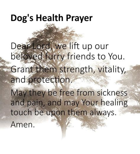 Prayer For Sick Dog, Fur Baby Quotes, Pet Healing, Prayer For Health, Meaningful Love Quotes, Funny Baby Quotes, Sick Dog, Animal Print Outfits, Healing Touch