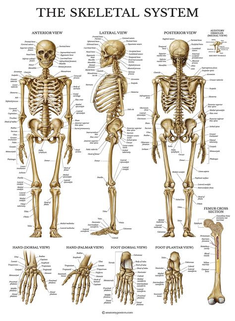 Human Skeleton Parts, Chest Drawing, Skeletal System Anatomy, Human Skeletal System, Human Skeleton Anatomy, The Skeletal System, Anatomy Bones, Anatomy Poster, Skeleton Anatomy