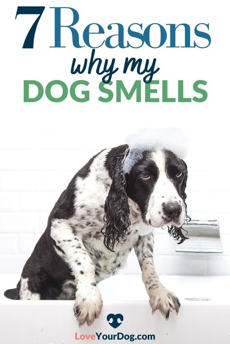 While some dog smells have a quick fix, there are times where a smell can point to a more serious issue.  Some dogs just carry a “dog” smell with them and will require more thorough grooming. Find out why they stink and how to fix it here in this article! #LoveYourDog #SmellyDogs #StinkyDog #WhyDoesMyDogSmell #ReasonsWhyDogsSmell #HowToStopStinkyDogs #DogGrooming Greasy Dog Fur, Smelly Dog Remedies, Stinky Dog Remedy, Dog Acne, Natural Dog Remedies, Smelly Dog, Stinky Dog, Grooming Business, Every Dog Breed