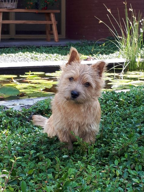 Fluffy Husky, Norfolk Terrier, Cairn Terriers, Norwich Terrier, Pet Advice, Lucky Dog, Really Cute Dogs, Cairn Terrier, Cairns