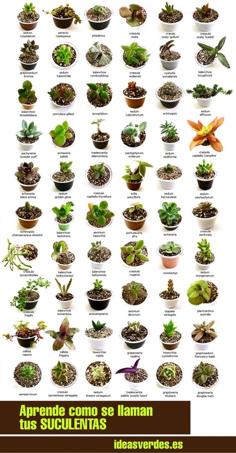 Me He Comprado Una Suculenta Y No Se Como Se Llama - Ideas Verdes Kebun Herbal, Tanaman Sukulen, Kaktus Dan Sukulen, Succulent Outdoor, Types Of Succulents Plants, Tanaman Indoor, Tanaman Pot, نباتات منزلية, Hemma Diy