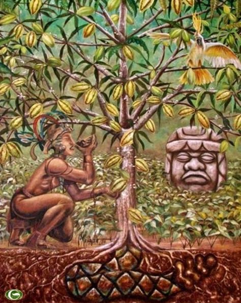 Aztec Culture, Cacao Beans, Chocolate Brands, Theobroma Cacao, Mexican Art, Ancient Civilizations, Ylang Ylang, Cocoa, Vision Board