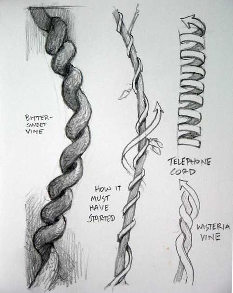 Next time you draw a vine wrapping around a branch, here are a couple things to keep in mind. Each type of vine follows different genetic ru... Legs Drawing, James Gurney, Creepy Stuffed Animals, Branch Drawing, Vine Drawing, Creepy Drawings, Human Anatomy Drawing, Things To Keep In Mind, Art Students