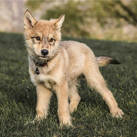 Wolf Pup Reference, Wolf Puppy Drawing, Wolfdog Aesthetic, Wolf Puppy Art, Fluffy Wolf Cut, Tamaskan Puppies, Wolfdog Puppy, Wolf Hybrid Puppies, Wolf Growling