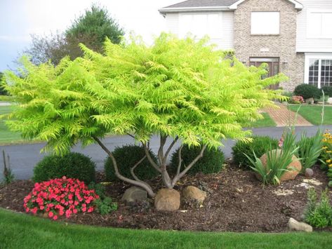 Landscaping Near Front Door, Along House Landscaping Ideas, Sumac Tiger Eyes, Sumac Tree Landscaping, Rhus Typhina Tiger Eyes, Landscaping Ideas For Front Of House Entrance, Tiger Eye Sumac Tree, Tiger Eye Sumac Landscape, Tiger Sumac