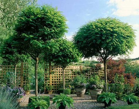 Best Deciduous and Evergreen Single Stem Trees for Small Gardens Small Garden Trees Ideas, Trees For Courtyards, Small Evergreen Trees Landscaping Ideas, Tree In Small Garden, Trees In Courtyard, Small Garden Privacy, Trees For Privacy Backyards Small Spaces, Ornamental Evergreen Trees Front Yards, Potted Evergreen Trees