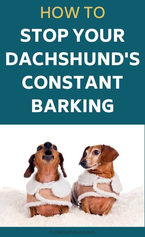 Dachshund Personality, Dachshund Facts, Dachshund Puppy Training, Tolerate It, Dachshund Training, Don't Disturb, Puppy Barking, Dachshund Breed, Dachshund Puppies For Sale