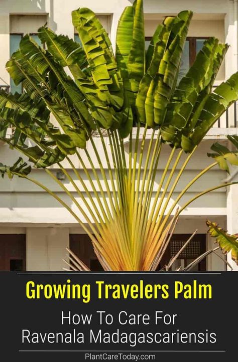 Traveler’s palm, (Ravenala madagascariensis) is a fan-shaped broadleaf evergreen, not a true palm, but a relative of the bird of Paradise. While young, the trunk is subterranean, leaving the fan at ground level. When it finally emerges, it sheds the lowest leaves, resulting in leaf scar rings. Ravenala Madagascariensis, Travelers Palm, Fishtail Palm, Trees For Front Yard, Palm Trees Landscaping, Travellers Palm, Broadleaf Evergreen, Smart Garden, Healthy Advice