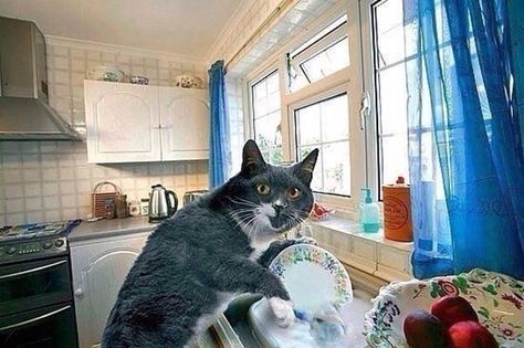 Cat washing dishes Teacup Pigs, Cute Cat Memes, Cat Drinking, Cat Help, Curious Cat, Silly Animals, Funny Cat Memes, Funny Cat Pictures, Funny Cute Cats