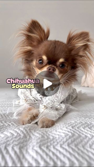 Lou the Chichi on Instagram: "Anybody else’s pup vocally gifted like mine? 😄🎤🤌 * those burps aren’t a gift tho 😬  #chihuahuasounds #funnychihuahua #chihuahuabark #barkingsmalldog #smalldogsounds #smalldoghumor #funnysmalldog #chocolatechihuahuas" Mad Chihuahua, Chihuahua Dogs Funny, Fluffy Chihuahua, Funny Chihuahua Pictures, Cute Chihuahua Puppies, Chihuahua Videos, Long Haired Chihuahua Puppies, Teacup Chihuahua For Sale, Apple Head Chihuahua