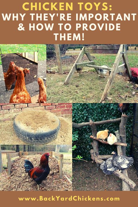 Chicken Treat Holder Diy, Stuff For Chickens, Chicken Coop Sitting Area, Chicken Exercise Ideas, Chickens On The Farm, Free Chicken Food, Chicken Gym Ideas, Toys For Chicken Coop, Chicken Yard Toys