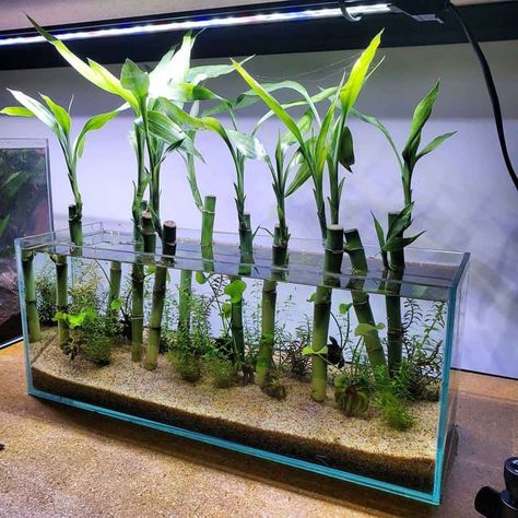 Benefits of Lucky Bamboo to Your Fish Tank Bamboo Beta Fish Tank, Bamboo Aquarium Ideas, Fish Tank Plants Ideas, Lucky Bamboo Aquascape, Fun Fish Tank Ideas, Lucky Bamboo Aquarium, Water Grass Fish Tank, Bamboo Terrarium, Bamboo Aquarium