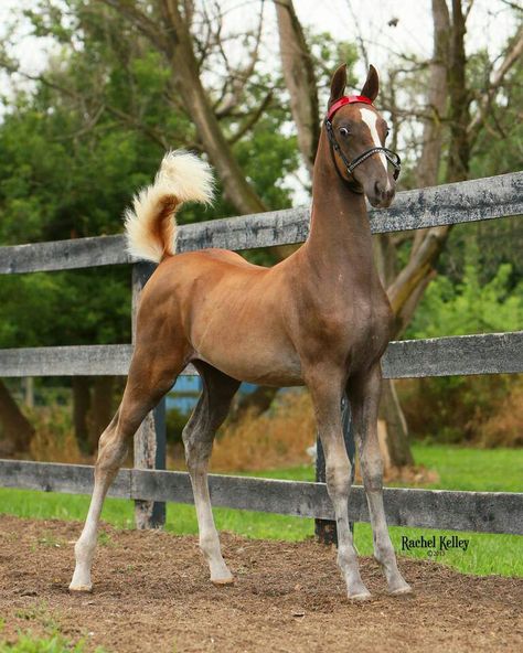 MBA's Silver Sapphire Gaited Horses, Driving Horses, Foal Horse, Horse Poses, Horse Shed, American Saddlebred Horses, American Saddlebred, Horse Anatomy, Horse Inspiration