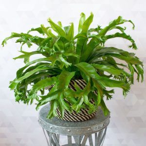 Read how to grow and care for a Fishtail Fern (Microsorum): https://www.houseplant411.com/houseplant/kangaroo-paw-fern-how-to-grow-care-guide-microsorum-diversifolium Bird's Nest Fern, Ferns Care, Ferns Garden, White Flower Farm, Missouri Botanical Garden, Fern Plant, Birds Nest, Growing Seeds, Easy Garden