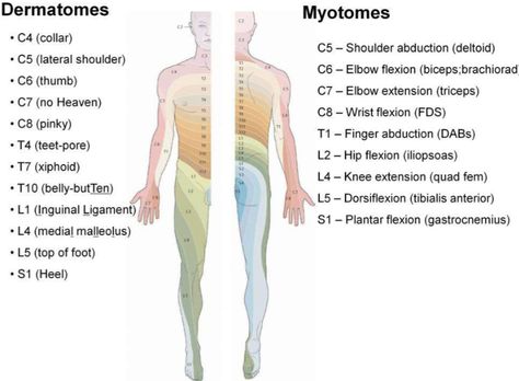 Dermatomes and myotomes with word associations Dermatomes And Myotomes, Physical Therapy School, Human Muscle Anatomy, Physical Therapy Student, Physical Therapist Assistant, Physical Therapy Assistant, Pta School, Nerve Fiber, Spinal Nerve