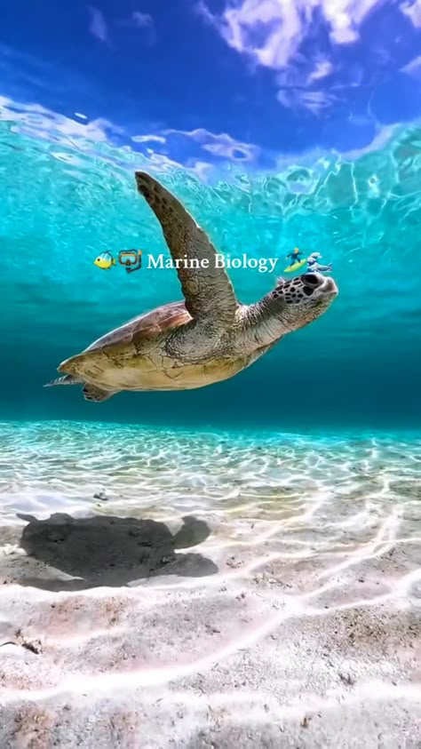 Marine Biology Background, Tropical Marine Biology, Marine Mammalogy, Oceanography Aesthetic, Study Marine Biology, Marine Biologist Aesthetic, Marine Biology Degree, Marine Biology Aesthetic, Marine Life Photography