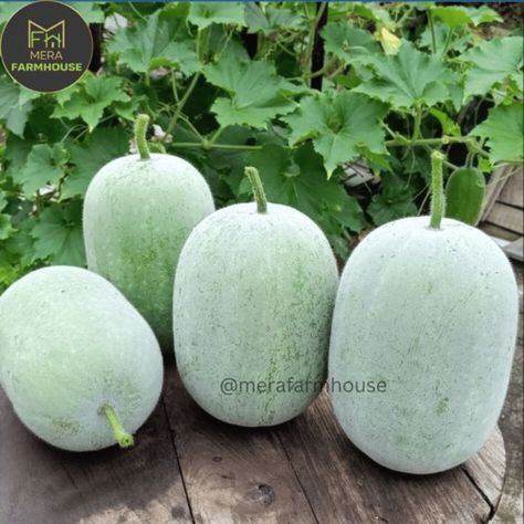 Wax Gourd Winter Melon Round 100 seeds Spring Autumn Sweet Warm Ash Gourd, Diwali Photography, Winter Melon, Vegetable Farming, Regular Bowel Movements, Food Garden, Mandala Design Art, Stir Fries, Beautiful Picture