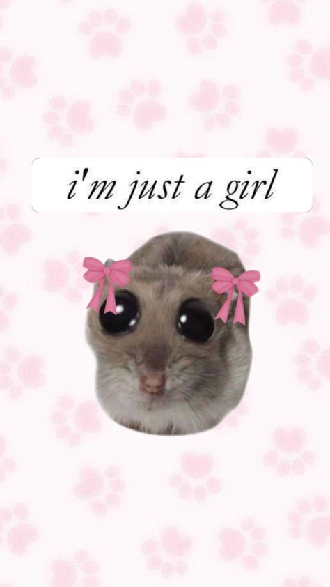 Funny hamster🐹 #imjustagirl #meme #funny 🎱👠 Hamster Memes Funny, Hamster Meme, Funny Hamster, Funny Hamsters, Meme Funny, Cute Little Animals, Profile Picture, Funny Memes, Memes