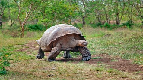 Russian Tortoise Diet, Russian Tortoise, Sulcata Tortoise, Galapagos Tortoise, Giant Tortoise, Tortoise Turtle, Galapagos Islands, Endangered Animals, Animal Facts